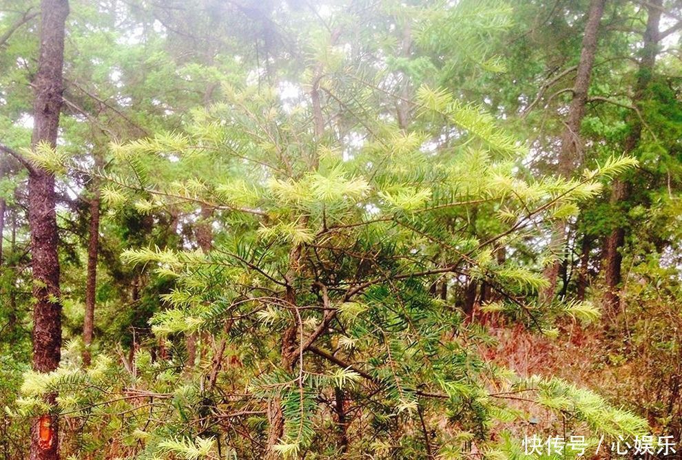 尖端|松树上一种野菜，吃起来像松油，却是难得的稀罕物30元一斤