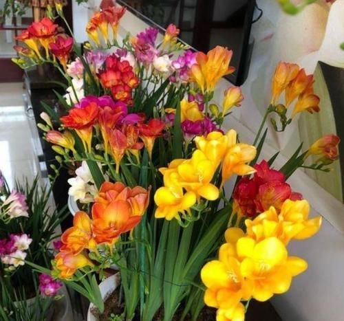  成活|最值得入手的4款花，好养易成活，全年开花不断