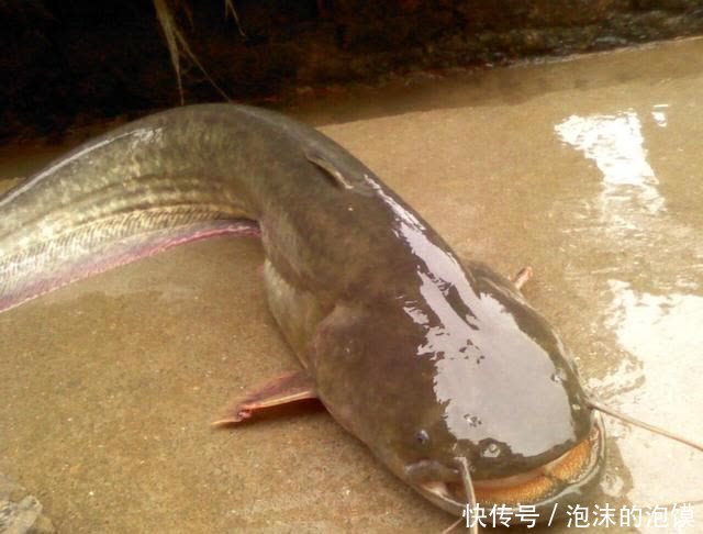 鲢鳙|盘点几种夏天野钓的天然重窝,切记准备要大钩粗线