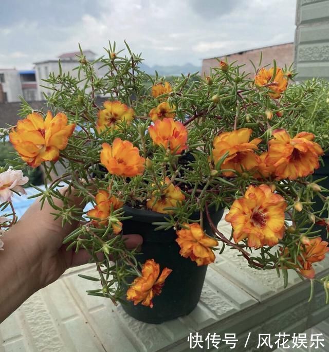 养护|想让太阳花“满盆”冒花苞有2个“关键”方法,保准有用