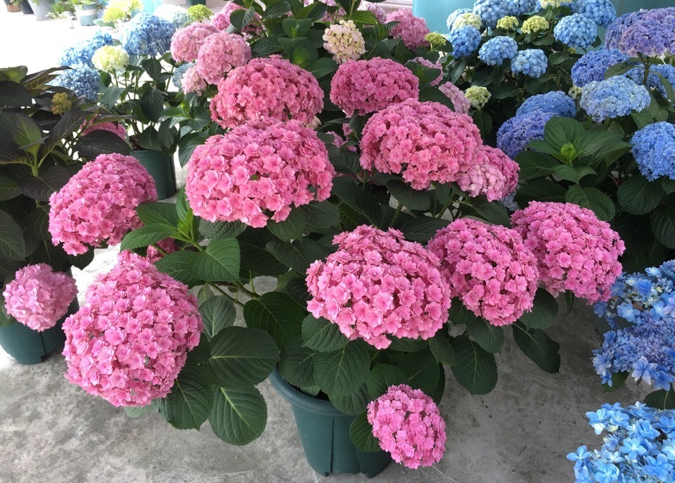 养花营养土不用买，5东西“捂一捂”，养花肥效好、不烂根