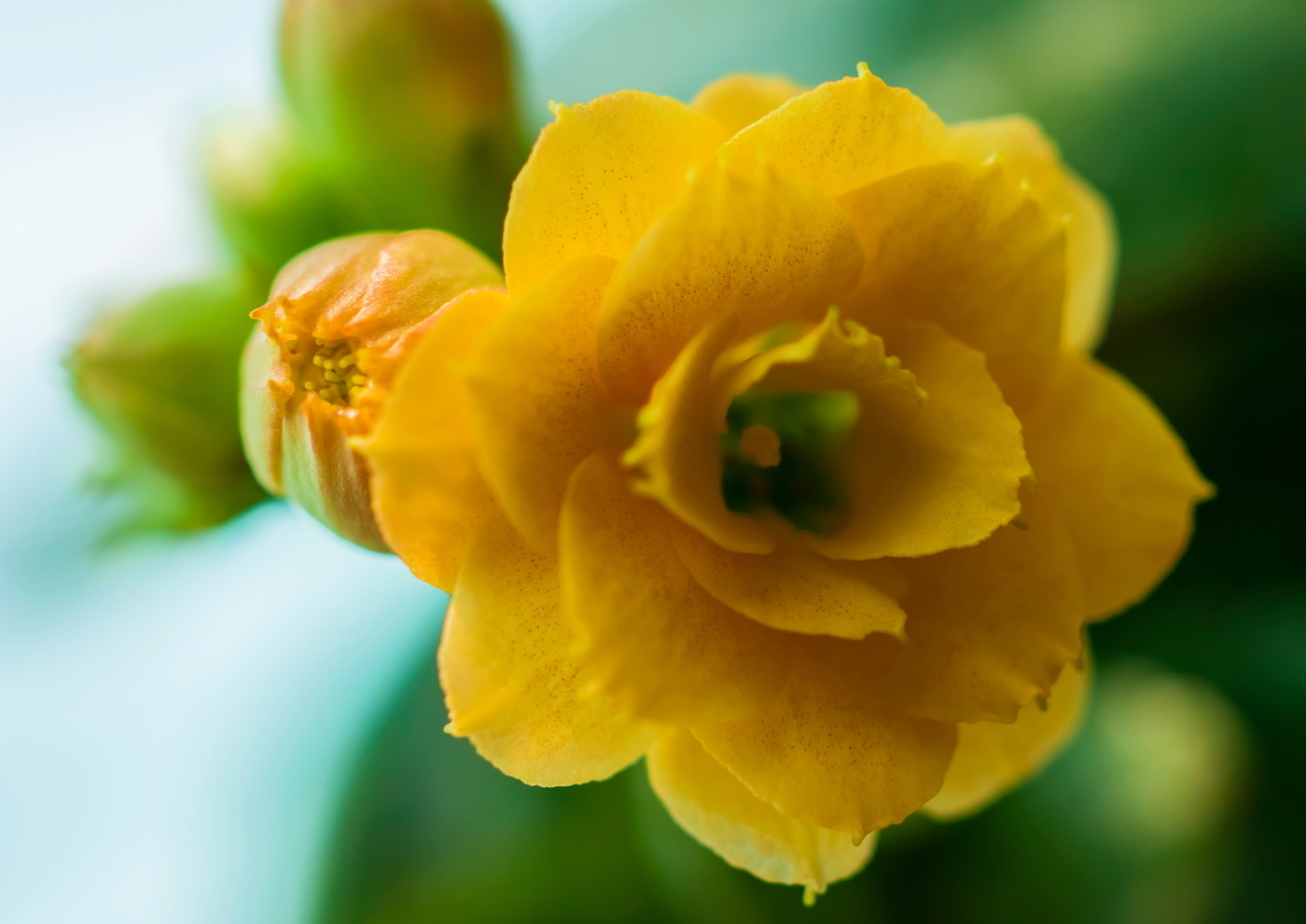 长寿花别买老桩,越老越不爱开花,教你一招复壮猛开花!