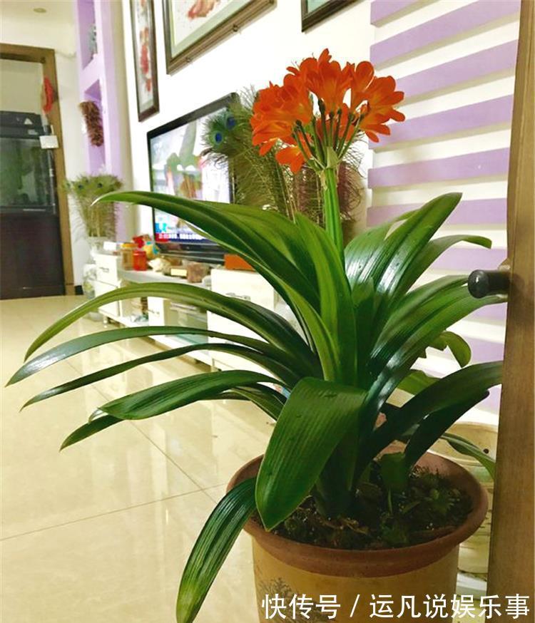 10种健康花,适合养客厅,吉祥有品味,关键个个都是净化高手