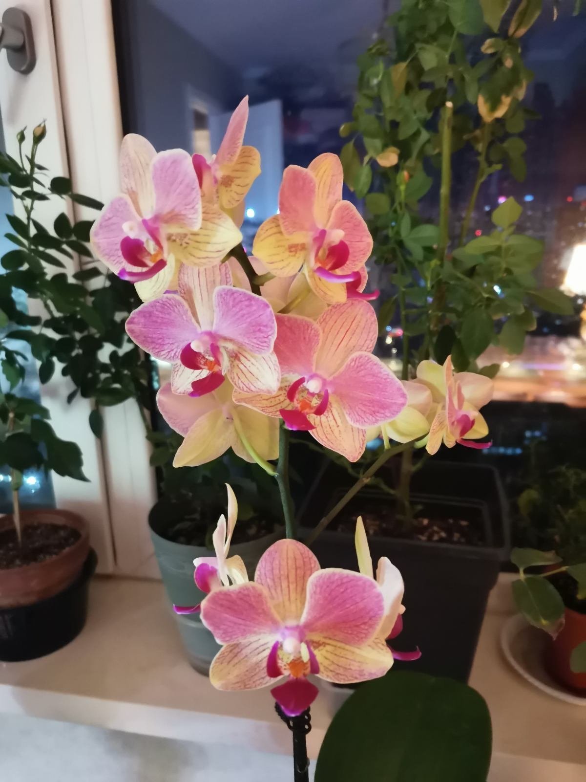 养1盆就上瘾的花,掐根枝条就能活,一盆能生十几盆