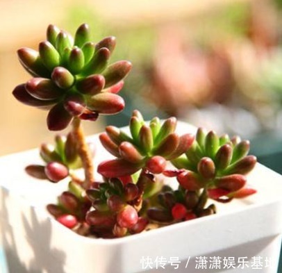 多肉|适合新手养的9种多肉，叶片沾土就活，轻松长爆盆，状态非常美