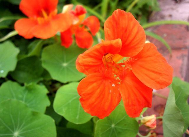 适合家养的3种花,好养易活不矫情,越贱养开花越好,全年能赏花