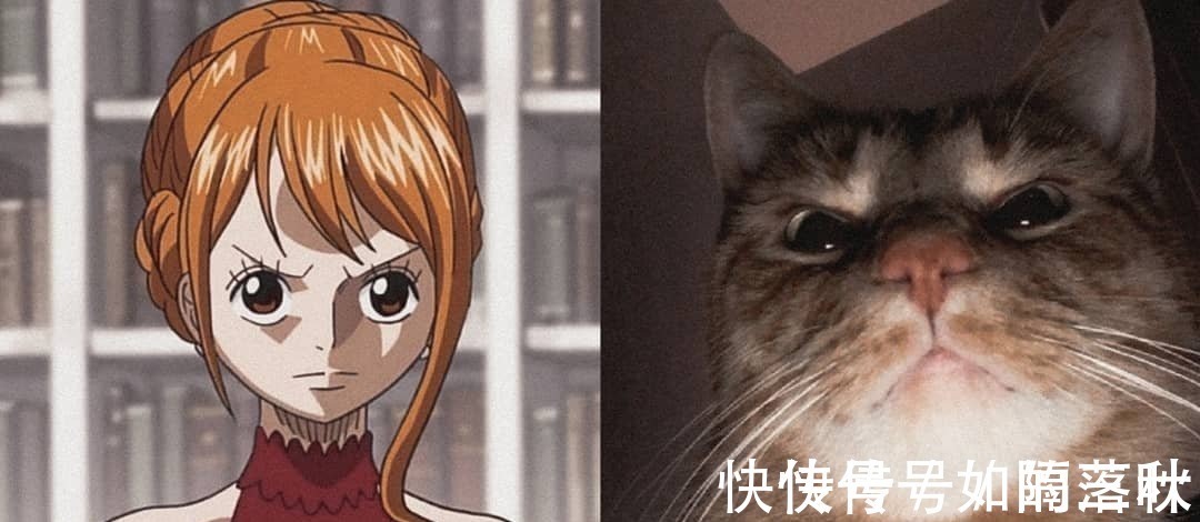 橘猫|海贼王当娜美和橘喵神同步，你更喜欢谁小贼猫才是众人所爱