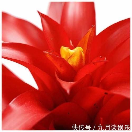 光照|4种花耐阴能力强，而且都是观花植物，家里光照不好也能养