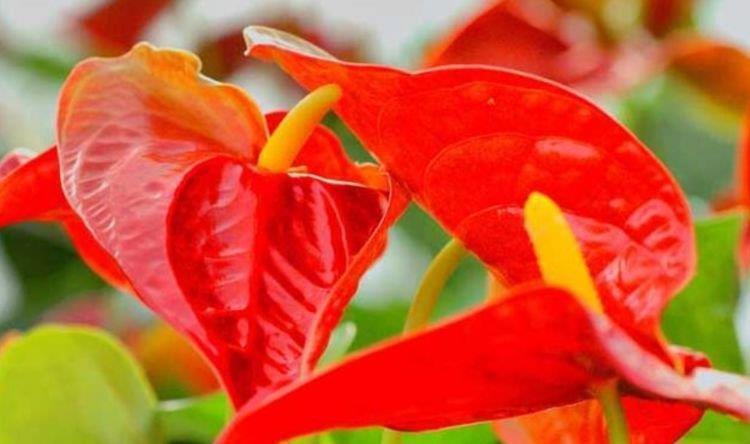 红掌|4种花现在养刚好，家里养一盆，招财纳福好运来，日子越过越红火