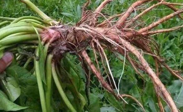 农民朋友|这野草名叫金不换，以前农民见了当害草，现在当个宝