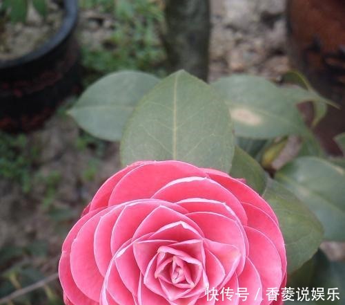 叶子|茶花的养护方法要得当,叶子油绿开花多