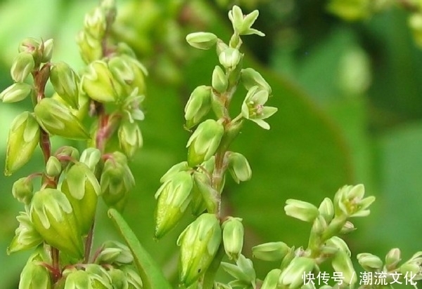 天然胰岛素|血糖高的人别怕，不起眼的天然胰岛素，每天吃点，血糖慢慢降下来
