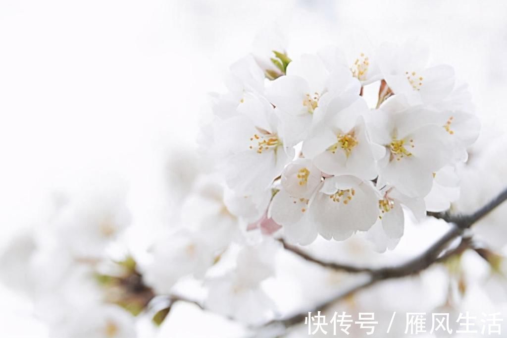 东栏梨花&苏轼遭遇双重打击,离开密州时写下《东栏梨花》,写出了人生至理