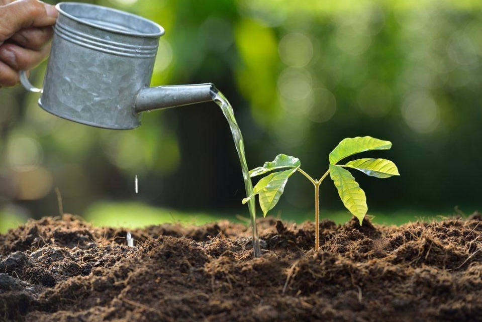 植物|磷酸二氢钾使用的8大误区，分享给爱养花的朋友