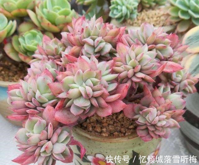 春天,满地都是养花的宝贝,快来捡呀,养花一级棒,还不花钱