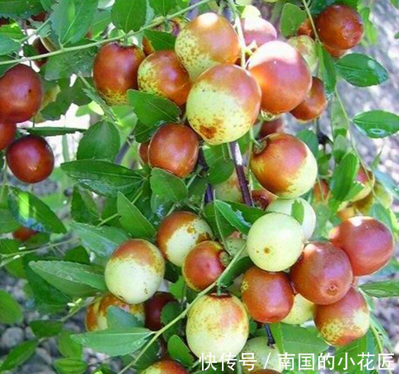 枣树可不可以盆栽