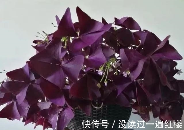 冬天|冬天养紫叶酢浆草，做好这5点，花繁叶茂长势旺、盆盆都能美爆盆
