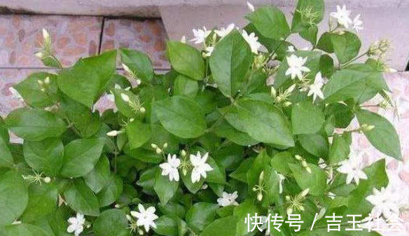 养不好花推荐1个小配方，叶绿花艳长得旺，年年花开效果好