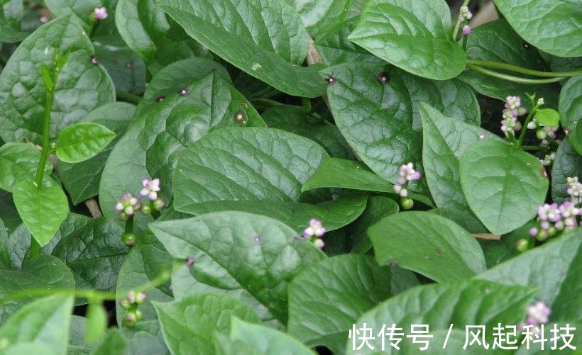 豆腐菜|农村人管它叫“豆腐菜”,摘了煮汤味道一绝,不仅能吃还是好药材