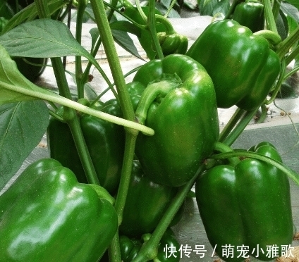 腌辣椒还得按老方法来,不仅制作简单,吃起来还特别香!