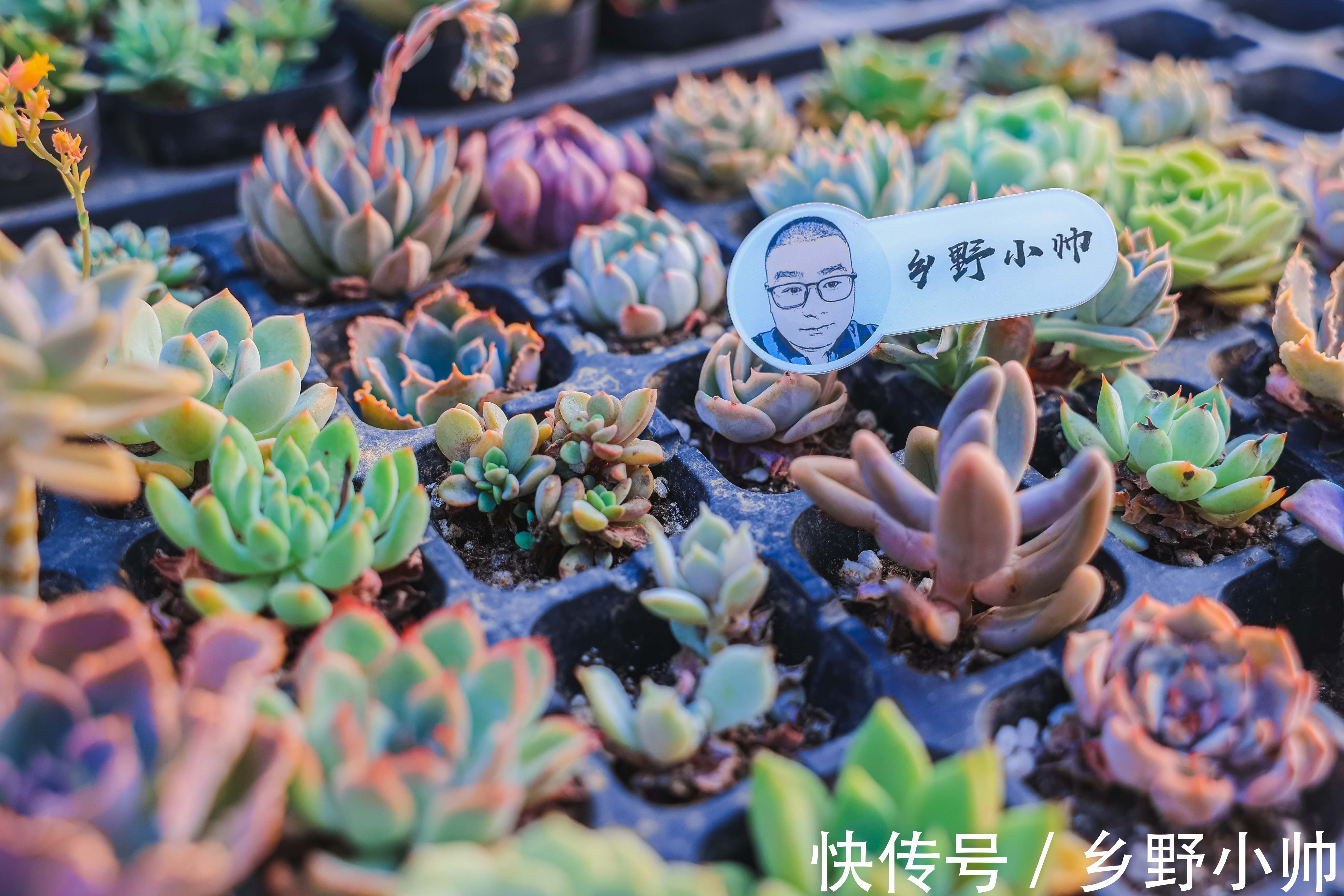 多肉出现这几种情况,证明多肉已经“醒来”,养护状态更美