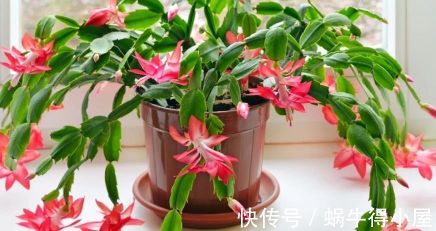 花友|蟹爪兰如何分株、养护防虫害等，该篇文章全部讲透，值得收藏