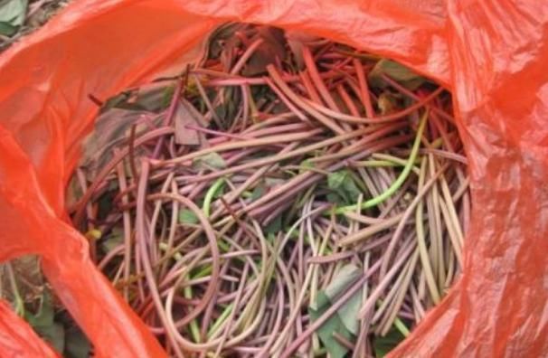 旋花科|它常生长于岩石缝中,形状酷似韭菜,春季采摘正当时切勿错过