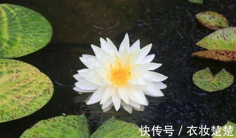 “四蒂睡莲”长什么样？一起来花博园看荷花、莲花群芳争艳