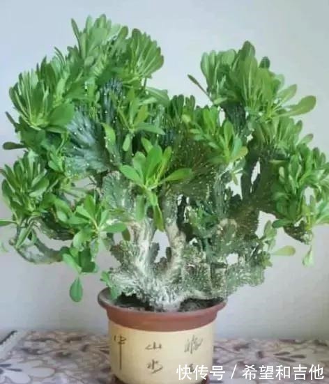 量天尺|霸气“镇宅花”,就选这6种,家里养一棵,子子孙孙,贵人辈出