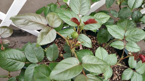 月季、绣球、铁线莲，春季换盆“别犹豫”，萌芽多，长势好