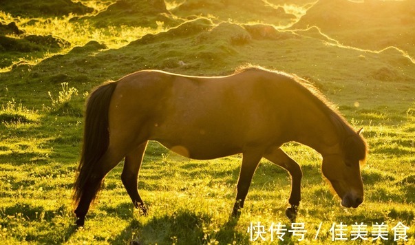 马人|大金马几月出生的属马人，好运挡不住，生活乐滋滋，事业再高升