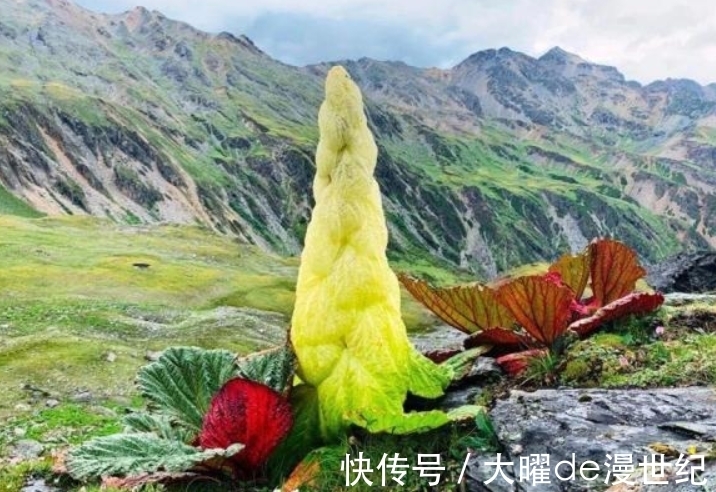 喜马拉雅山最“神秘”的植物,寿命仅有七年,一生只开一次花