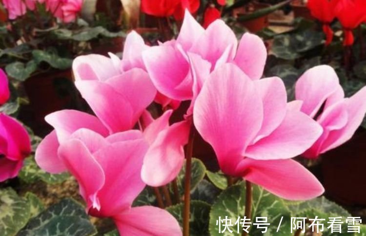 牡丹花|4种花好养易活,旺财又养人,开花喜庆又好养,满屋飘香!