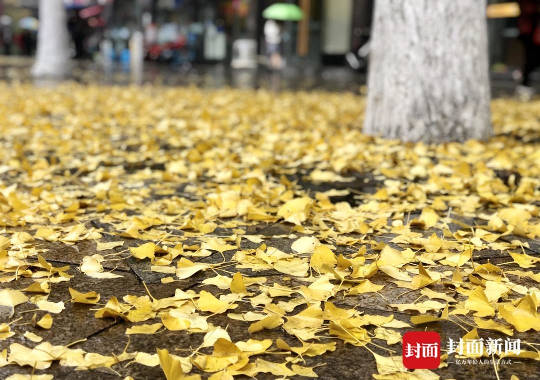 银杏叶|冬雨下的银杏叶更美