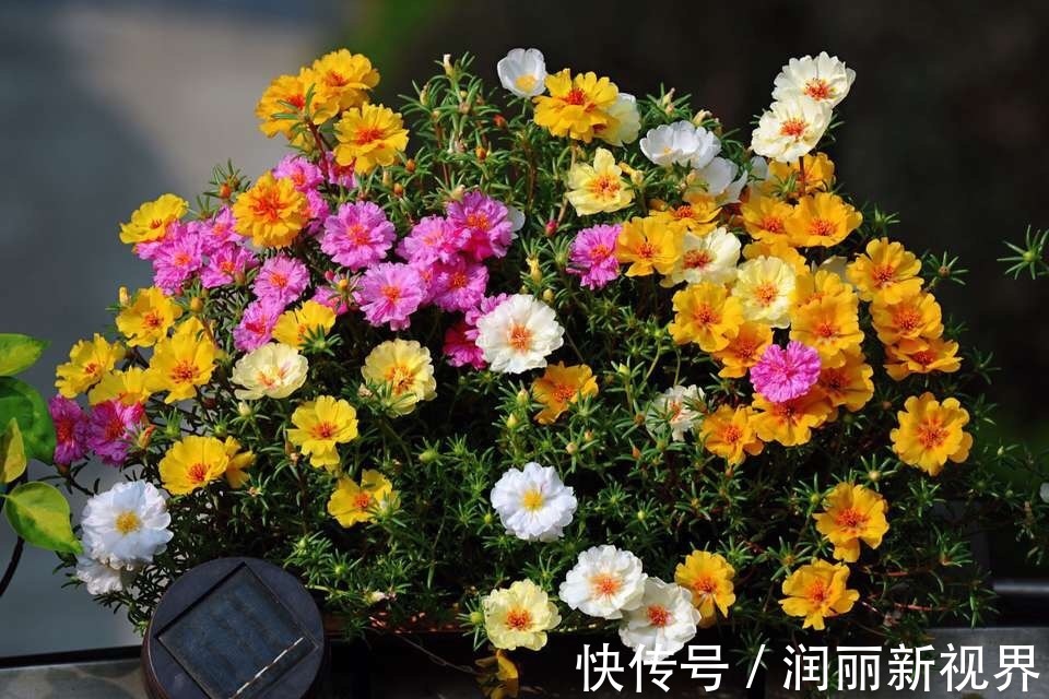 生物入侵|家庭养6种花“要当心”,容易出现“生物入侵”,天天起来要清理