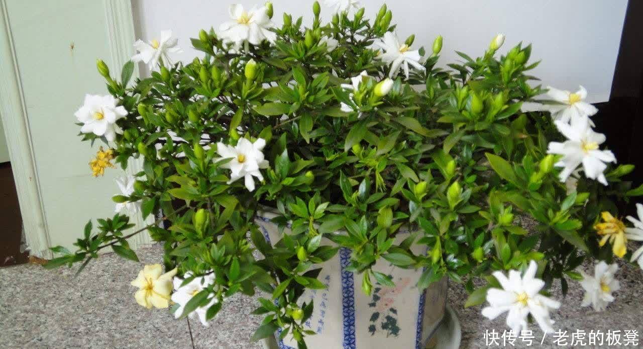 盆栽|栀子花花期要到了,做好3点,花苞多,花朵大又香