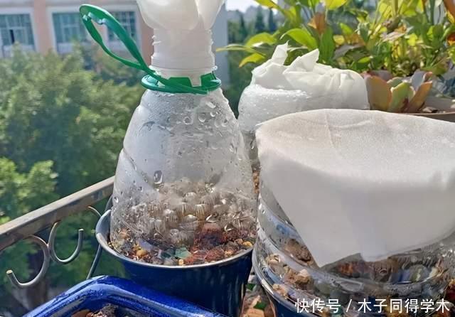  油桶|家里的油桶别再扔，比花盆还好用，养花种菜是神器
