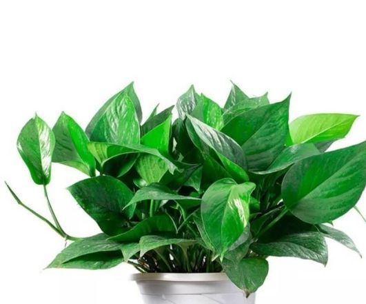 甲醛|这两样东西是甲醛“大户”,号称白血病“新祸根”,现在扔还不迟