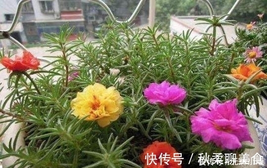 花卉|这几种花最适合贱养，越不管越容易开花爆盆，想养死都难