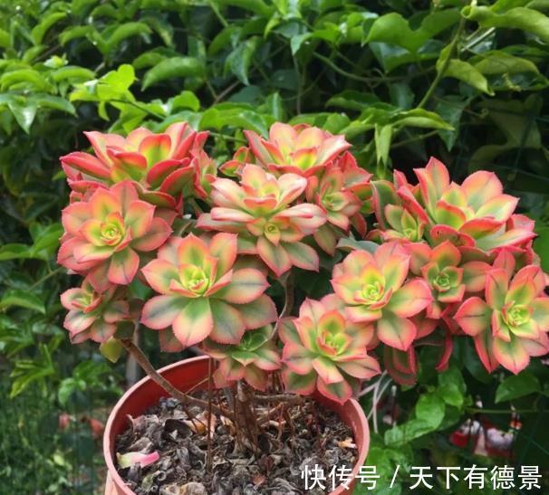 养护|8月养盆艳日辉,好养上色易爆崽,养出血斑美极了,值得拥有