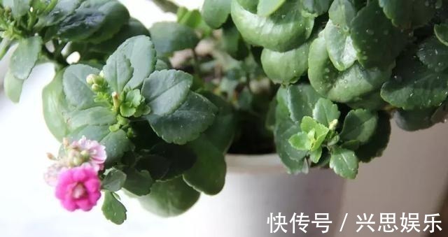 盆栽|家里养花，生了这个世界性害虫，太难治，一招教你轻松根除白虱粉