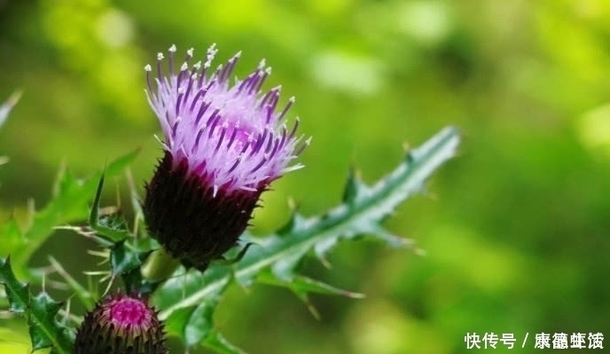 农村|农村有一种植物,农村很喜欢采摘来挂门上,关键时刻还能救命?