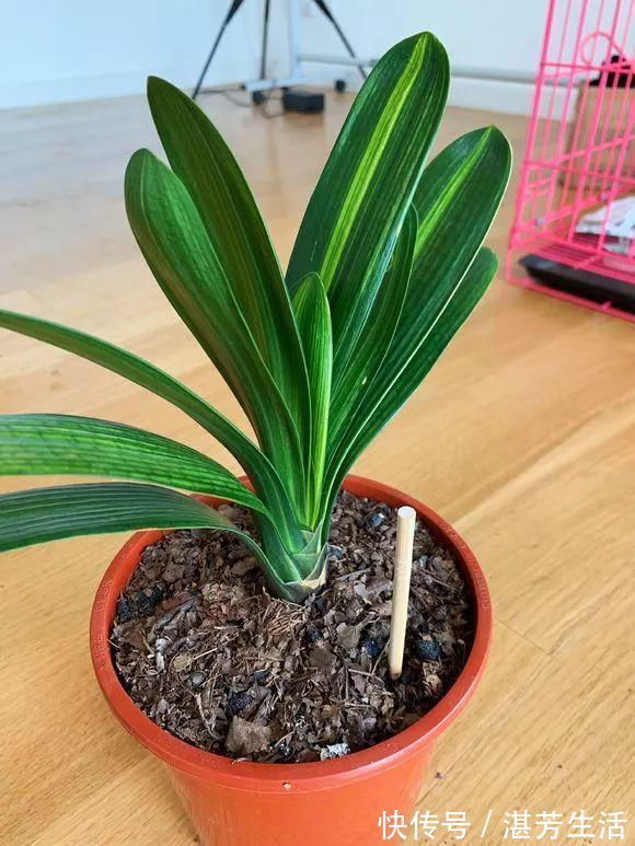 花盆里插1根筷子,解决了养花人的大难题,快试试看!