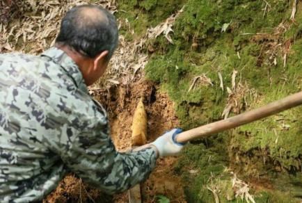 冬笋|这种野生物,不知你是否吃过,它口感脆嫩,营养丰富,好受青睐