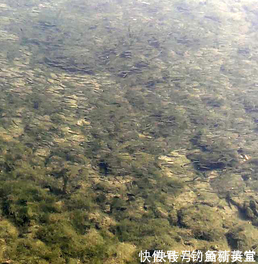 钓组|野钓白条的几种方法,上鱼速度一绝,一天钓十几斤是家常便饭