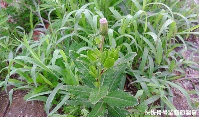 野草|1种最被低估的野菜，曾是穷人“救命菜”，如今沦为杂草