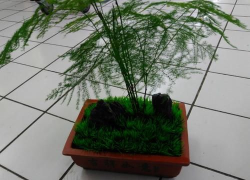 痴迷养花不要错过这“5款”，漂亮好养又杀菌除尘，让人待得舒服