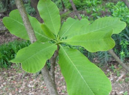 开花像玉兰,叶大荫浓凹缺,宛若枝枝大字毛笔,遇见请重视