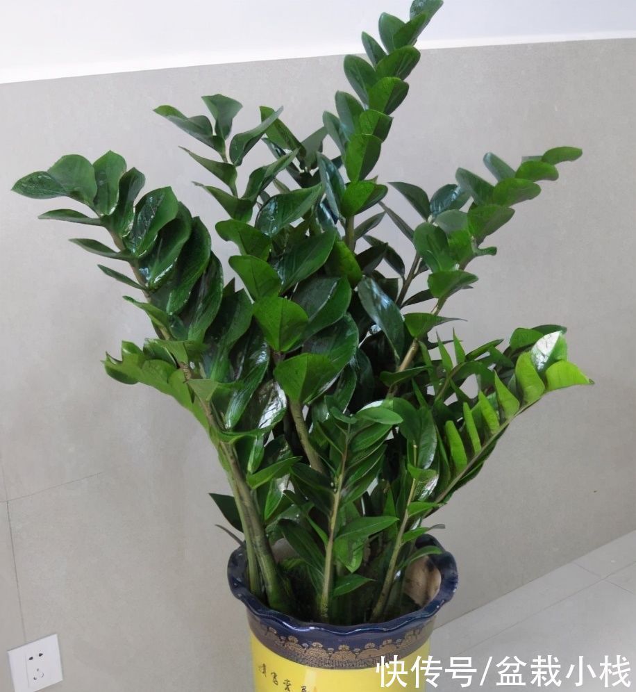 3种寓意花,年底室内要“安排”上,寓意好观赏价值高