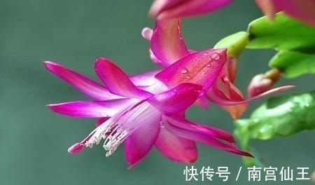 花花期|这些花放在阳台养，花开满盆花香四溢，花艳美人惹人喜爱